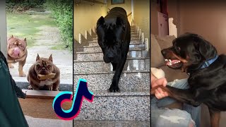 Intimidating Dogs TikTok Compilation [upl. by Anayia]