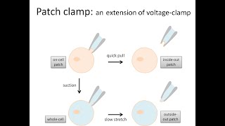 Voltage clamp and patch clamp electrophysiology methods for studying ion channels [upl. by Methuselah931]