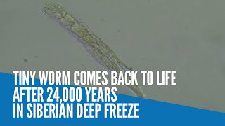 Tiny worm comes back to life after 24000 years in Siberian deep freeze [upl. by Anerahs206]