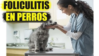 Foliculitis en Perros Causas Síntomas y Tratamiento [upl. by Kciredec]