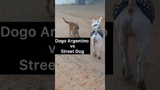 Mess🔥Dogo Argentino👺vs Street Dog😨 dogs doglover pets viral shorts [upl. by Dane]