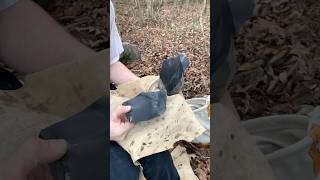 Spalling Dacite Obsidian flintknapping obsidian rockhounding obsidiana asmr stoneage stoneart [upl. by Tia]