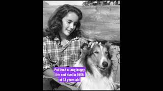 Lassie Come Home 1943 movie with Liz Taylor and Pal shorts elizabethtaylor lassie [upl. by Bernardo]