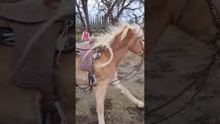 Haflinger mare Mirata cantering in the round pen [upl. by Gall122]