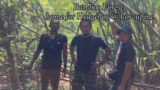 100 Welcome To Kenong Rimba Park Kuala Lipis Pahang visit visitpahang  malaysia [upl. by Norford]