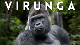 Volcanoes amp Gorillas My Wild Adventure in Congos Virunga National Park [upl. by Sunil]