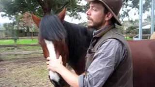 How to manage equine periodontal disease [upl. by Eibber]