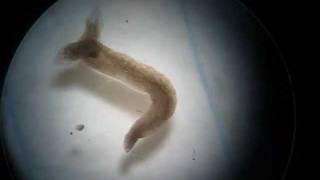 Twoheaded Planarian Planaria Regeneration Experiment [upl. by Airak]