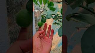 नींबू का पेड़  Lemon tree lemon trees ytshorts [upl. by Euqenimod]