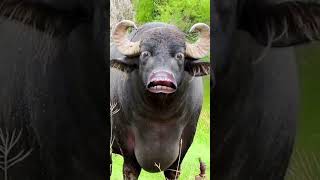 Pani lu re funny animals comedy cow love bufflo cowshort comedyfilms buffalo comedymovies [upl. by Ntisuj]