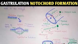 Gastrulation  Notochord And Mesoderm Formation  UrduHindi [upl. by Dannica]