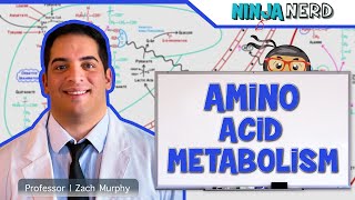 Metabolism  Amino Acid Metabolism [upl. by Michigan735]