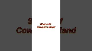 Shape of cowpers gland [upl. by Webber290]