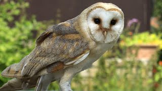 Eastern Barn Owl Sound  Eastern Barn Owl Sound Effects  Eastern Barn Owls Noises  No Music [upl. by Jelene70]