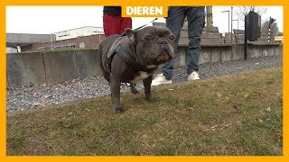 Benauwde hond van Sky 14 moest geopereerd worden [upl. by Nirek833]