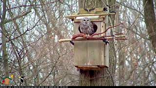 Female Barred Owl Departs the Nest Box  Cornell Lab  Wild Birds Unlimited Barred Owl Cam [upl. by Aube]