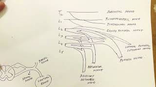 Nerves of Lower Limb 1 [upl. by Eerrahs]