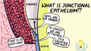 Junctional epithelium  HackDentistry [upl. by Bree]