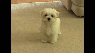 Cute Maltese puppy dog barking at funny small cat animal toy little puppies playing bark voice [upl. by Namilus]