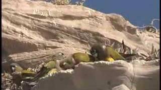 Patagonian Conures at the Worlds Largest Parrot Colony [upl. by Lamonica]