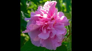 Plant Review Confederate Rose Hibiscus mutabilis [upl. by Pirri]