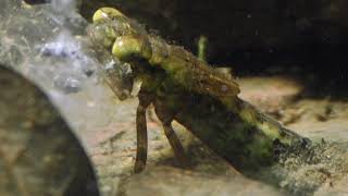 Dragonfly nymph eats common frog eggs Libellenlarve frißt Grasfroschlaich [upl. by Edholm]