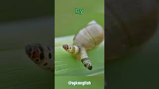 This Snails Not in Control MindControlling Parasite Takes Wheel ParasiteFacts NatureIsWeird [upl. by Yblek]