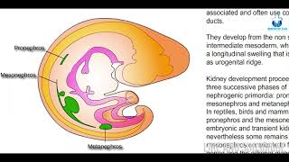 Urogenital formation  Embryology amp Biology  Made easy with Animation [upl. by Keene183]