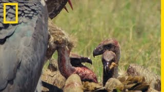 Les charognes ont une hiérarchie pour manger les carcasses [upl. by Millicent]