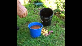 how to grow Mycorrhizae Fungi from fresh Potatoes [upl. by Acinnej]