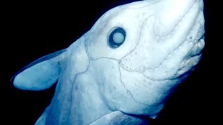 Chimaera Ghost Shark  Deepsea Oddities [upl. by Skippie]