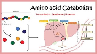 Amino acid catabolism Transamination  Deamination  Urea cycle [upl. by Lanaj]