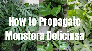 How to Propagate Monstera Deliciosa [upl. by Ruthe]