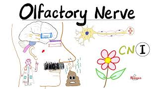 Neuroanatomy  Olfactory Nerve Olfaction amp Anosmia  Cranial Nerve I  Lecture 1 [upl. by Pulsifer717]