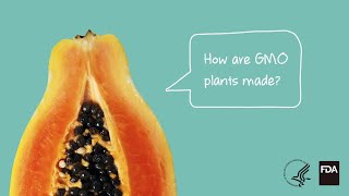 Agricultural Biotechnology How Are GMO Plants Made [upl. by Enair224]