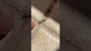 Flying Termites vs Flying Ants [upl. by Harmonie]