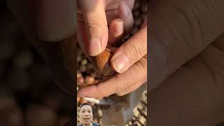 Quả macca xuhuong shortvideo farming [upl. by Veronike309]