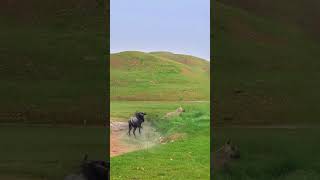 Wildebeests get angry wild animals get close animal fighting power competition confusing anim [upl. by Vitus701]