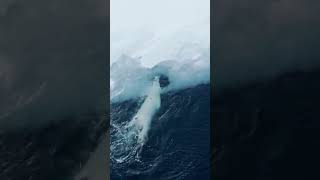 Extremely rare scene a polar bear swimming and playing next to an iceberg polarbear animals cute [upl. by Athal823]