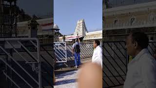 sri venkateswara swamy tirumala tirupati balajitemple [upl. by Atig558]