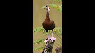 Blackbellied WhistlingDuck shorts [upl. by Nitin393]