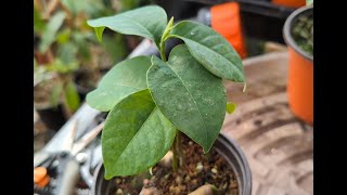 African Nutmeg Monodora myristica [upl. by Ecirbaf]