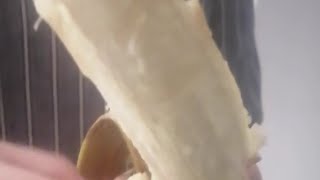 SATISFYING CUTTING SOFT BANANA asmr satisfying analizacalimpitan6552 [upl. by Atinuaj]