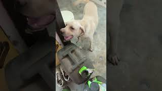 Aarju jhuth hai 🌹dog dogshorts doglover doglovers [upl. by O'Malley557]