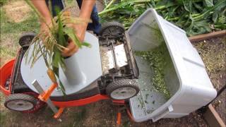 Chop Corn Stalks Using An Electric Lawn Mower [upl. by Leahpar]