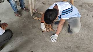 treatment of stray dog [upl. by Mattah]