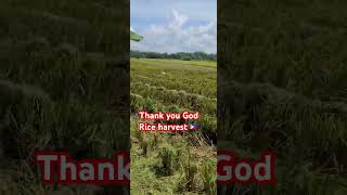 harvesting ricefield fyp [upl. by Anairt]