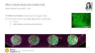 Quantification of insulin response in a modular multiorgan chip approach white adipose tissueliver [upl. by Oramlub]