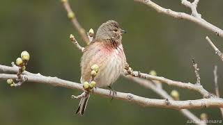 Pardillo macho cantando  Linaria cannabina [upl. by Farwell]