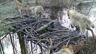 5 dużych wilków przechodzi przez tamę bobrów [upl. by Sallyann]